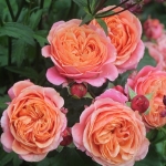 Mary Ann / Мері Енн